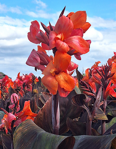 CANNA (KANA) PANACHE BLACK, DO KVETINÁČA - 25 ks